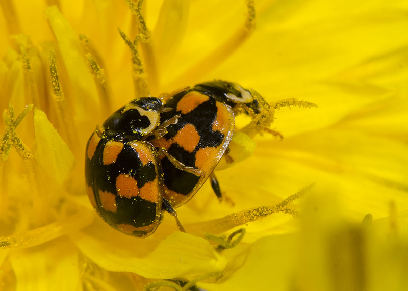 Coccinellidae: Propylea quatuordecimpunctata